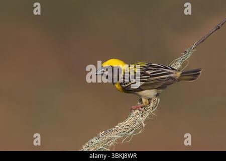 Baya Weaver ist ein Weaverbird auf dem indischen Subkontinent. Bekannt für ihre hängenden, retortenförmigen Nester, die aus Gras gewebt wurden. Stockfoto