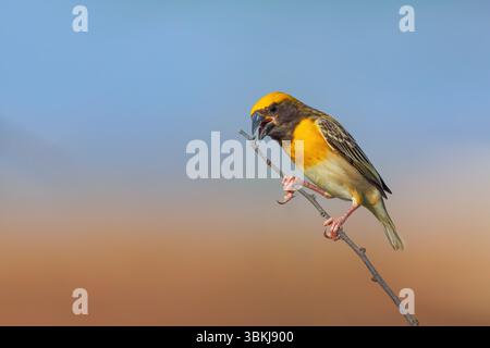 Baya Weaver ist ein Weaverbird auf dem indischen Subkontinent. Bekannt für ihre hängenden, retortenförmigen Nester, die aus Gras gewebt wurden. Stockfoto