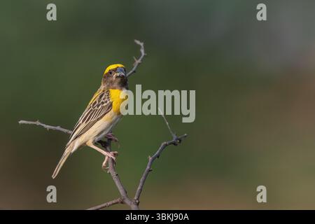 Baya Weaver ist ein Weaverbird auf dem indischen Subkontinent. Bekannt für ihre hängenden, retortenförmigen Nester, die aus Gras gewebt wurden. Stockfoto
