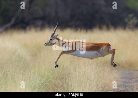 Blackbuck, auch bekannt als Antilope cervicapra, ist eine in Indien und Nepal heimische Art. Stockfoto