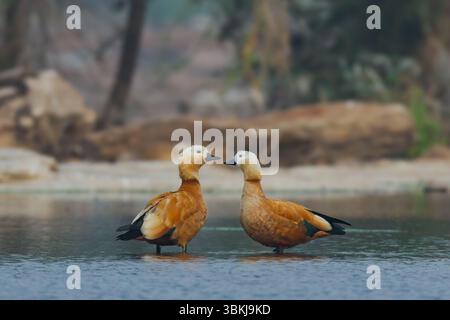 Ruddy Shelduck, in Indien auch Brahminy-Ente genannt, ist eine Vogelart aus der Familie der Anatidae. Es hat ein orange-braunes Körpergefieder mit einem helleren Kopf. Stockfoto