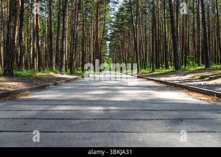 Bodenperspektive des geraden gepflasterten Weges durch dichten Kiefernwald-Naturpark Stockfoto