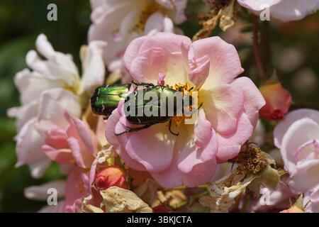 Grüne Rosenscheuer, Cetonia aurata auf rosa Rosen. Familie Buprestidae. Frankreich, Juni. Stockfoto