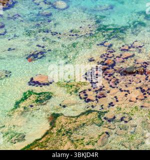 Tropischer Seeigel auf Sandboden. Korallenriffleben. Küstengefahr. Blick von oben. Stockfoto