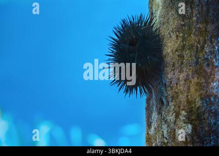 Ein schwarzer Seeigel hält die raue Algenwand im tiefblauen Wasser, Riffhabitat und Meerestieren fest Stockfoto