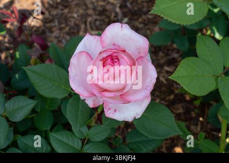 Rose (Rosa „Canada Blooms“) blüht im Garten. Kanada. Stockfoto