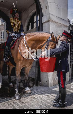 Ein Pferd bei Horse Guards wird während der Hitzewelle in London mit Wasser versorgt. Stockfoto