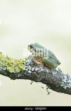 Europäischer Baumfrosch (Hyla arborea) sitzt auf einem Flechtenzweig in seiner natürlichen Umgebung, Nahaufnahme, Nationalpark Neusiedler See, Burgenland, Au Stockfoto