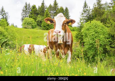 Braune Kuh mit Glocke auf einer grünen Wiese voller gelber Blumen, Seiser Alm, Südtirol, Dolomiten, Italien, Europa Stockfoto