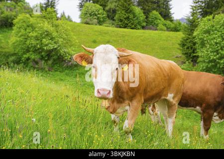 Kuh auf einer grünen Wiese mit Wald im Hintergrund, Seiser Alm, Südtirol, Dolomiten, Italien, Europa Stockfoto