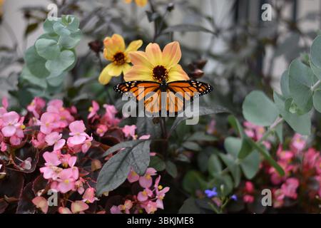 Monarch Schmetterling auf einer gelben Blume thront Stockfoto