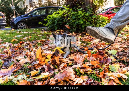 Cheltenham, Großbritannien - 15. Oktober 2023: Blue Merle Boarder Collie spielt und liegt in Blättern. Stockfoto