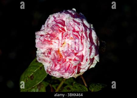 Rose Eglantyne: Eine buschige, aufrechte, aber abgerundete „englische“ Strauchrose mit süßlich duftenden, geviertelten, vollständig doppelten, weichen rosa Blüten, die mit Blütenblättern überfüllt sind. Stockfoto