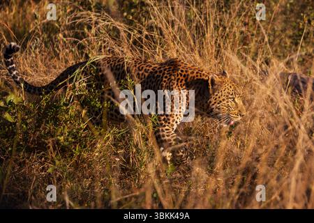 Ein afrikanischer Leopard (Panthera pardus pardus) jagt im hohen Gras des Okavango-Deltas, das zum UNESCO-Weltkulturerbe gehört - Botswana Stockfoto