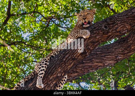 Ein afrikanischer Leopard (Panthera pardus pardus) liegt im Schatten eines Baumes im Okavango-Delta, einem UNESCO-Weltkulturerbe – Botsuana Stockfoto