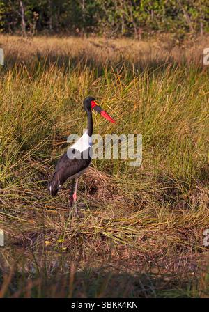 Ein Sattelschnabelstorch oder Sattelschnabelschnabel (Ephippiorhynchus senegalensis) in den Feuchtgebieten des Okavango-Deltas, das zum UNESCO-Weltkulturerbe gehört - Botsuana Stockfoto