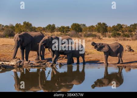 Afrikanische Elefantenmütter (Loxodonta Africana) mit Jungtieren an einem Wasserloch im Hwange-Nationalpark in Simbabwe Stockfoto
