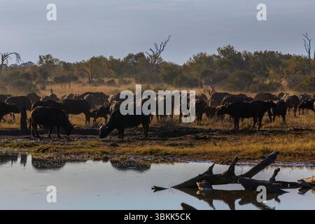 Eine Herde afrikanischer Büffel (Syncerus Caffer) oder Cape Buffalo kommen zum Deka River, um im Hwange Nationalpark in Simbabwe zu trinken Stockfoto