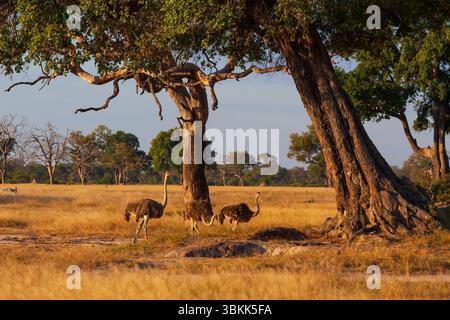 Drei Strauße (Struthio camelus) in der Landschaft des Hwange-Nationalparks, einer UNSESCO-Weltkulturerbestätte - Simbabwe Stockfoto