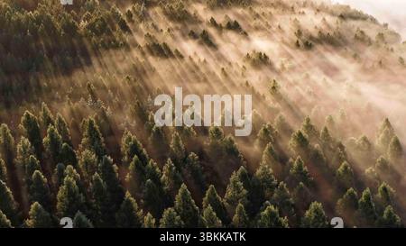 Peking, China. Juni 2025. Ein Luftbild, das am 21. Juni 2025 aufgenommen wurde, zeigt einen Blick auf den Saihanba National Forest Park in Chengde City, der nordchinesischen Provinz Hebei. Quelle: Liu Mancang/Xinhua/Alamy Live News Stockfoto