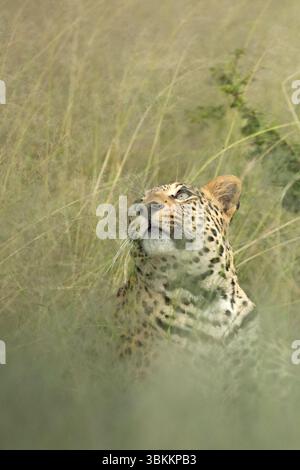 Ein starker junger afrikanischer männlicher Leopard ruht im baumgrünen Gras. Stockfoto