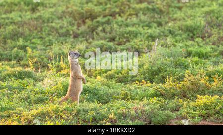 Gelber Mungo (Cynictus penicillata), Addo Elephant National Park, Südafrika. Stockfoto