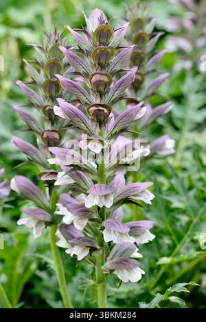 Acanthus hungaricus (Borbás Baen) oder ungarische Bärenhose mit hohen Blütenspitzen und Stachelbärenbärenbärchen in natürlichem Licht Stockfoto