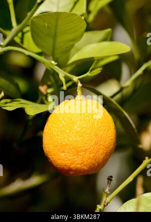Einzelne Calamansi-Frucht Citrus x microcarpa auf Zweig, Citrofortunella mitis Blanco, Calamondin oder philippinische Limette Stockfoto