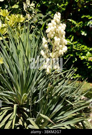 Yucca gloriosa L. oder spanischer Dolch, der in städtischer Umgebung wächst, harte architektonische Pflanze, die in der Stadtgestaltung verwendet wird Stockfoto