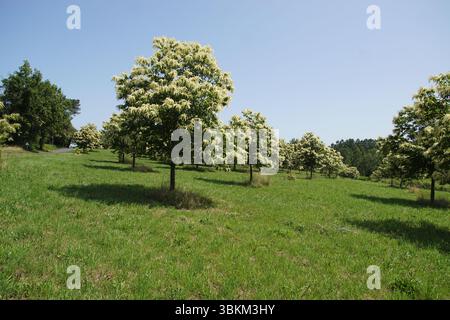 Blühende Kastanienbäume (Castanea sativa) im Gras auf einem Hügel. Orchard in der Dordogne. Frankreich, Juni Stockfoto