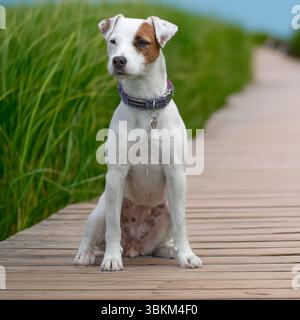 jack russell Terrier sitzt auf der Promenade Stockfoto