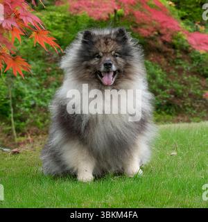 Keshond im Garten mit japanischem Acer Stockfoto