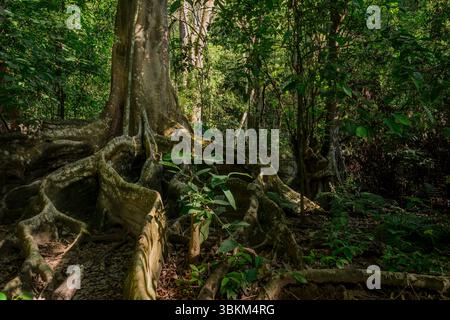 Würgefeige, Ficus aurea, Moraceae, Corcovado Nationalpark, Costa Rica, Centroamerica Stockfoto