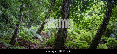 Üppig grüne Ferns und Unterholz fangen das Sommerlicht mit fast silhouettenförmigen Baumstämmen im Vordergrund, Worcestershire, England. Stockfoto
