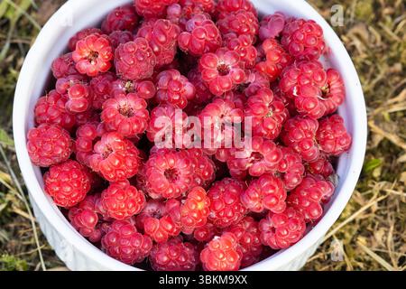 Frisch geerntete Himbeeren in einer White Bowl draußen Stockfoto