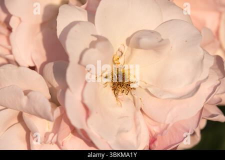 Eine Nahaufnahme von Pink Garden Rose Flower Stockfoto