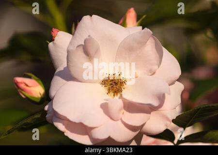 Eine Nahaufnahme von Pink Garden Rose Flower Stockfoto