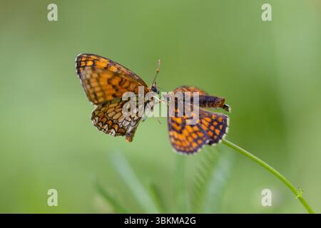 Das Paarungsverhalten von Heidenfritillären Schmetterlingen (Melitaea athalia) an einem Pflanzenstamm Stockfoto