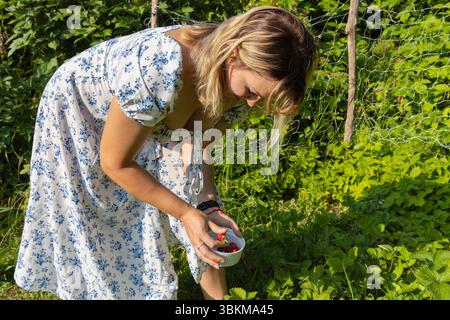 Frau pflückt Erdbeeren in einer weißen Schüssel im Garten Stockfoto