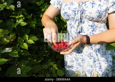Frau pflückt Himbeeren in eine Glasschale im Garten Stockfoto
