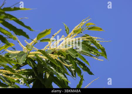Süßer Kastanienbaum in Blüte (Castanea sativa) Stockfoto