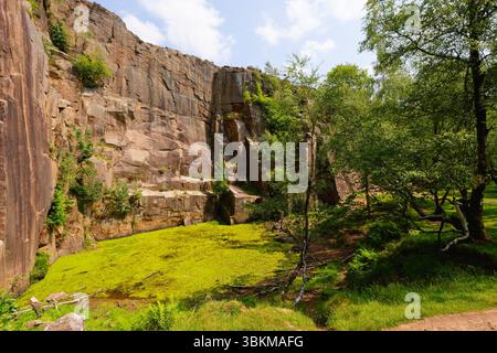 Algenbedeckter Teich und Silberbirken nahe der Felswände im stillgelegten Bole Hill Quarry in Hope, Derbyshire. Stockfoto