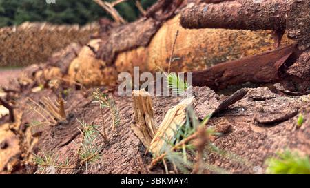 Nahaufnahme von Schnittholzstämmen mit detaillierter Rindenstruktur und natürlichen Kornmustern, perfekt für Hintergründe und rustikale Designprojekte. Stockfoto
