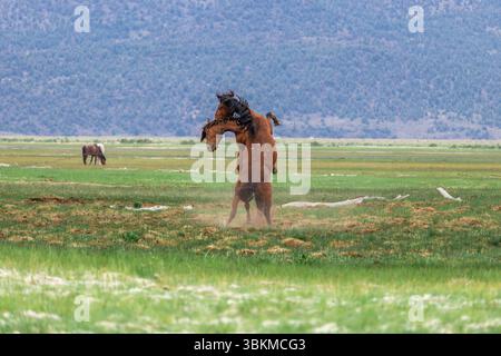 Wilde Mustangs kämpfen um ihre Chance, sich mit den Weibchen zu paaren. Stockfoto