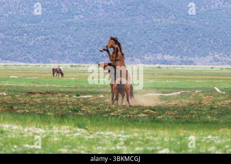Wilde Mustangs kämpfen um ihre Chance, sich mit den Weibchen zu paaren. Stockfoto