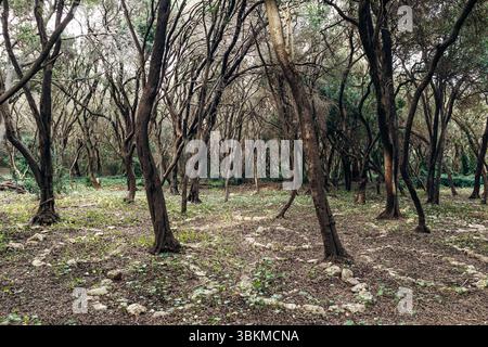 Historischer muslimischer Friedhof im Kiefernwald auf der Insel Sainte-Marguerite. Stockfoto