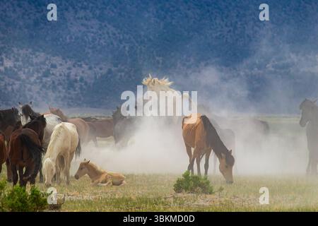 Wilde Mustangs kämpfen um ihre Chance, sich mit den Weibchen zu paaren. Stockfoto