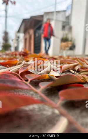 Nahaufnahme von bunten Herbstblättern auf einer ruhigen Straße, mit verschwommenen Bäumen und einer Frau, die im Hintergrund mit einem Hund geht. Ein friedliches Hotel Stockfoto
