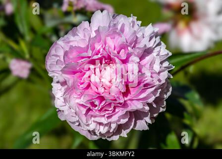 Nahaufnahme eines rosa Pfingstrosenblütenstraußes in voller Blüte bei Sonnenschein Stockfoto
