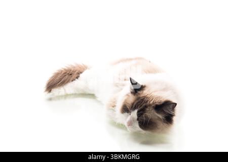 Studio-Porträt einer Ragdoll-Katze mit ausdrucksstarken Augen. Stockfoto